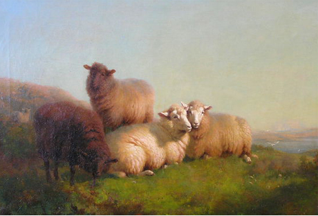 Sheep at rest by the Sea