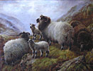 Robert Watson - Sheep in Highlands