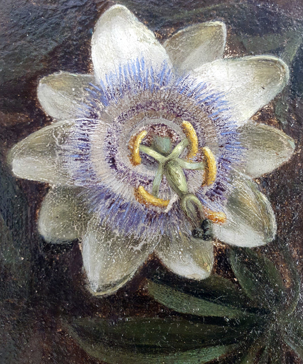 Unknown artist, passionflower close up