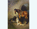 Horse and dogs