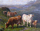 WRC Watson - highland cows