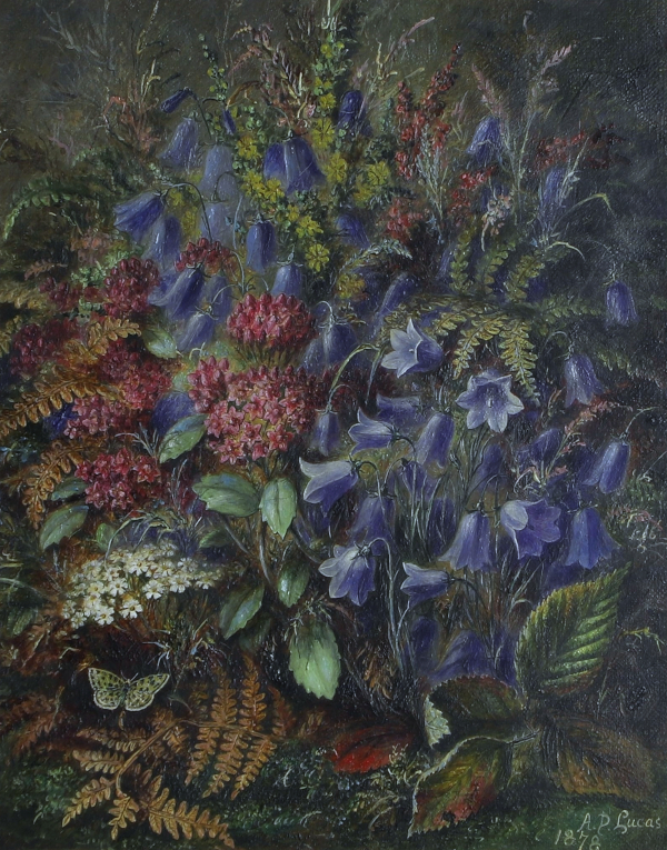 Albert-Durer-Lucas-for-sale-Spotted butterfly amongst harebells