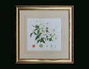 Margaret-Stones-original-watercolour-framed