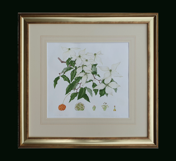 Margaret-Stones-original-watercolour-framed