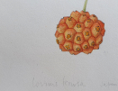 Margaret-Stones-original-watercolour-fruit-detail