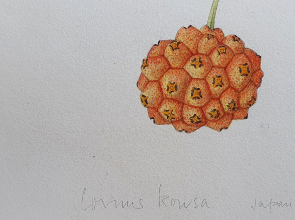 Margaret-Stones-original-watercolour-fruit-detail