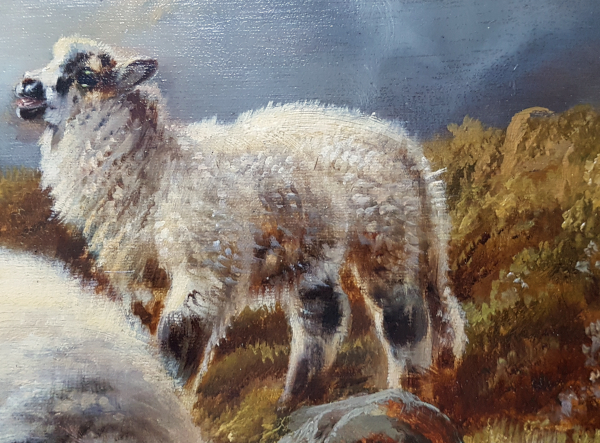 Robert.Watson.sheep.lamb