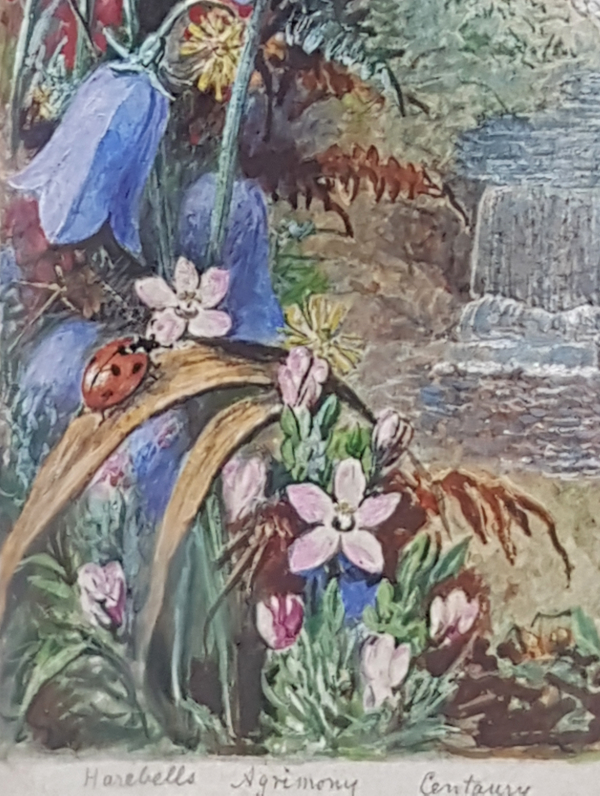 Albert.Durer.Lucas.floral.watercolour.ladybird