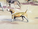 Beagle Hounds.dog2.M.Lyne