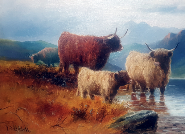 J.D.Liddell_Highland_cattle_3