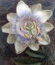 Unknown artist, passionflower close up