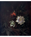 Unknown artist, oil on panel, Passionflower